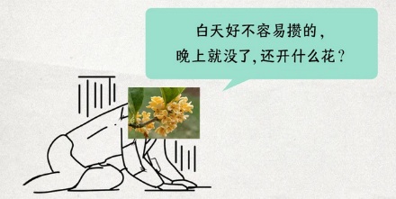 桂花往年都是中秋开，为啥今年国庆了还不开？