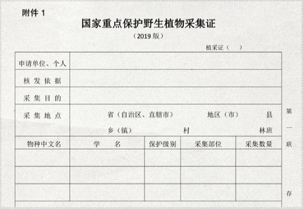 为什么金丝楠木树苗10元棵，却没人种？