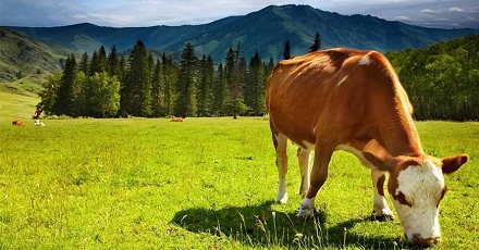 牛只吃草，不吃蛋白质和脂肪，为啥还能一身腱子肉？