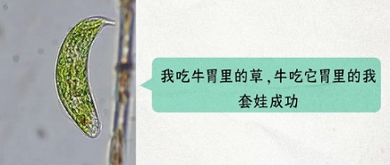 牛只吃草，不吃蛋白质和脂肪，为啥还能一身腱子肉？