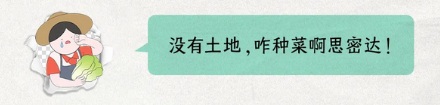 韩国为啥要紧急进口中国大白菜？