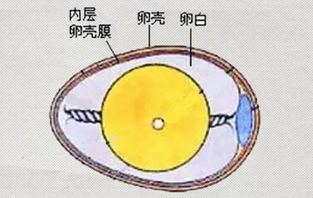 为啥有些日煮蛋剥起来坑坑洼洼的？