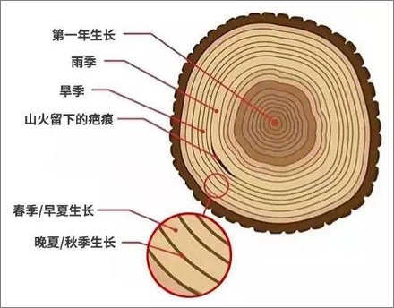 树木「年轮」记录的只是年龄吗？