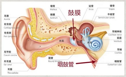 为什么打哈欠时听到的声音会变小？