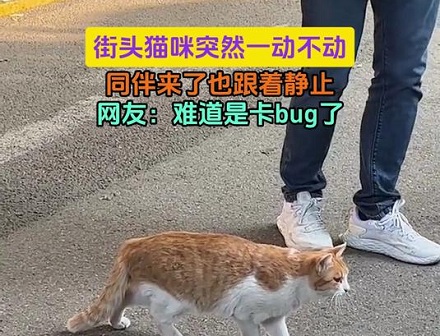 猫咪为什么会突然静止？