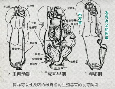 为什么鸡群在没公鸡的时候，母鸡会变异成公鸡？