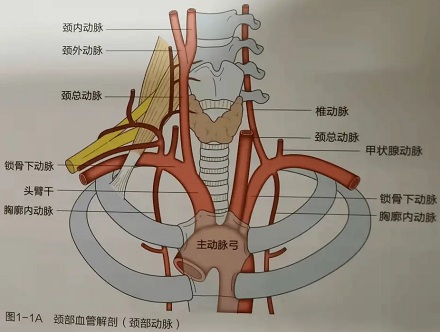 为什么说按摩时要避开脖子？