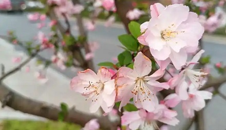 怎么区分桃花、杏花、李花、樱花、梨花和梅花？