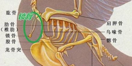 鸡锁骨到底是鸡的哪个部位？鸡也有锁骨吗？