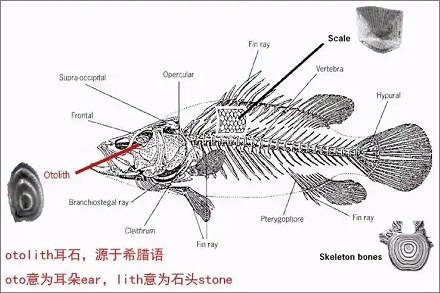 鱼的「年轮」怎么计算？