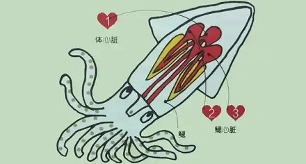 章鱼拥有三颗心脏？