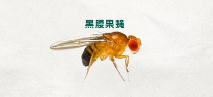 为什么澳大利亚的老版纸市上印着苍蝇？