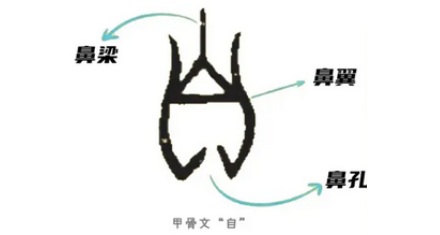 为什么要用「鼻祖」来代表始祖,和鼻子有什么关系?