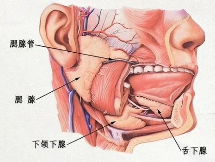 为什么有人打哈欠的时候，舌头下面会滋出小水珠？