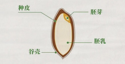 买到的大米为什么总是缺一角?