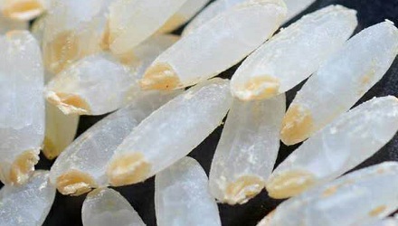 买到的大米为什么总是缺一角?