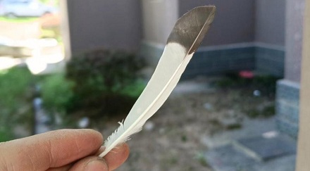 为什么从大鹅左翅膀上拔的毛做成的羽毛球最好?