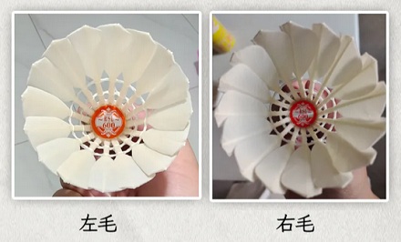 为什么从大鹅左翅膀上拔的毛做成的羽毛球最好?