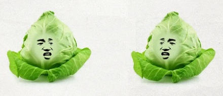 卷心菜为什么要把叶子卷起来，而不是展开进行光合作用？