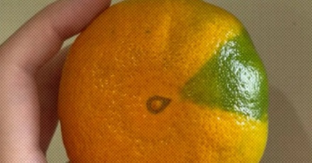 水果摊上这种半橙半绿的「阴阳橘」还能吃吗？