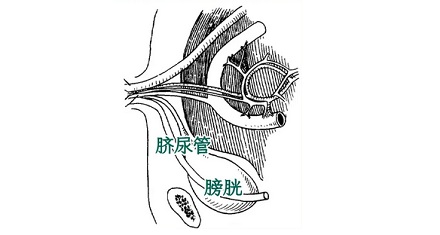 为什么有些人抠肚脐眼会想要尿尿?