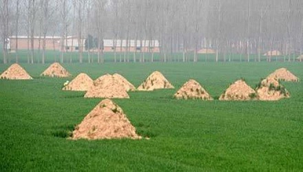 同样是埋人，为啥有的叫坟有的叫墓？