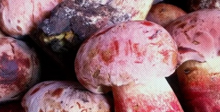 盲人吃了云南毒蘑菇,会不会看见小人?