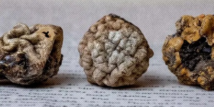 蘑菇博物馆展出的藏品里为啥会有高尔夫球?