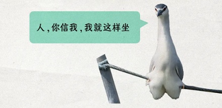 鸟儿每天都蹲在树枝上,它们能到底不能坐下来?
