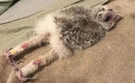 鸟儿每天都蹲在树枝上,它们能到底不能坐下来?