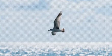 鸟飞过大海累了怎么办？真的嘴里衔在着一根树枝吗？