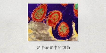 为什么牛光吃草就能长腱子肉人就不行?