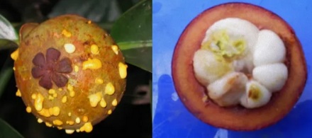 剥开的山竹里有「黄色粑粑」还能吃吗?