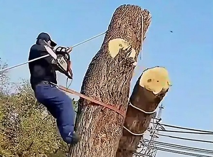 为什么砍树要吧上树一截一截砍,而不是从底部开始砍树?