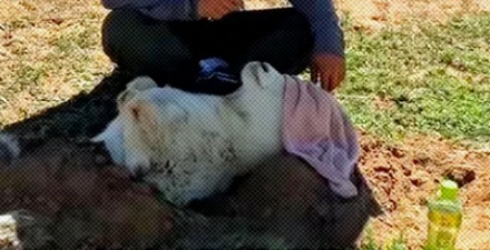 小羊肾脏移位了,牧民为什么把它的下半身埋进土里?
