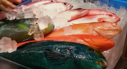 为什么淡水鱼都灰头土脸,海鱼就五颜六色?