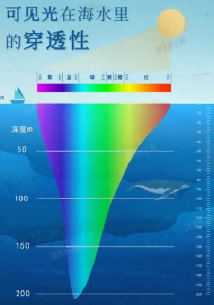 为什么淡水鱼都灰头土脸,海鱼就五颜六色?