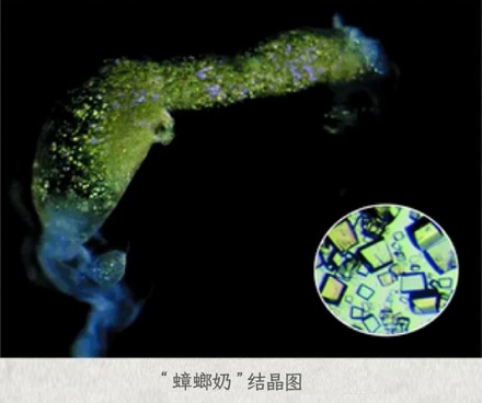 蟑螂不会产奶,比牛奶更营养的「蟑螂奶」是怎么来的?