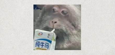 蟑螂不会产奶,比牛奶更营养的「蟑螂奶」是怎么来的?