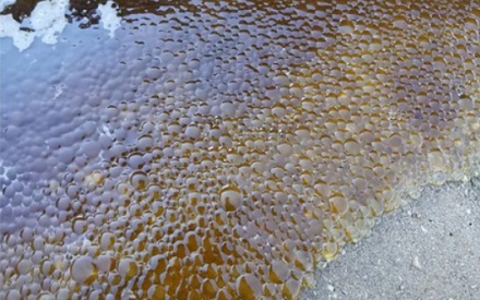 为什么说在海边看到透明「爆爆珠」千万别下水？