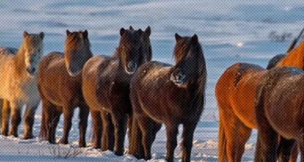 为什么冰岛的马只要出了国，就不能再回去？