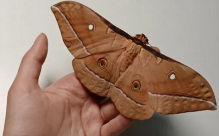 为什么在东北，千万别把蚕蛹放家里超过 15 天？