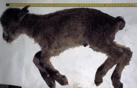 为什么会有动物灭绝了两次？