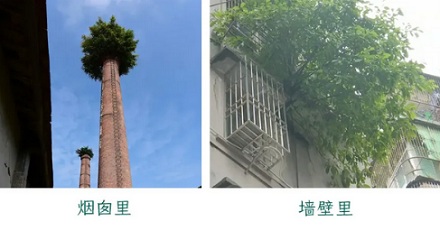 为啥说「榕树不容人」？房屋十米之内不要种榕树？