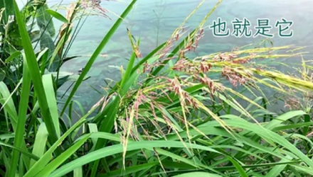 为什么茭白被美国禁止进口了？