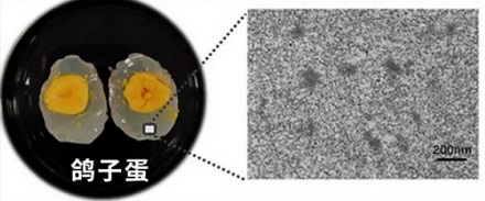 同样是蛋，为什么鸡蛋煮后蛋清是白色的，而鸽子蛋却是半透明的？