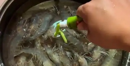 为啥用芥末泡虾，虾会把虾线吐出来？