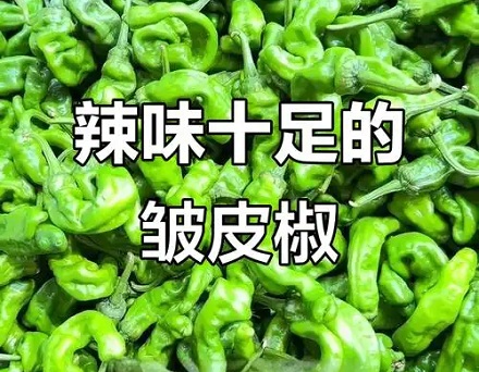 为什么皮越皱，辣椒越辣？