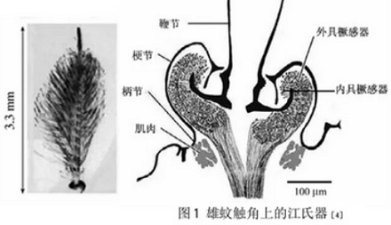 雌蚊子靠拍打翅膀的声音吸引雄性，那耳聋的雄蚊子怎么办？