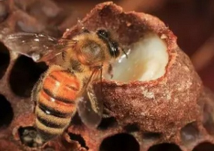 明明都是蜜蜂产的，为什么说蜂王浆是荤的，而蜂蜜是素的？